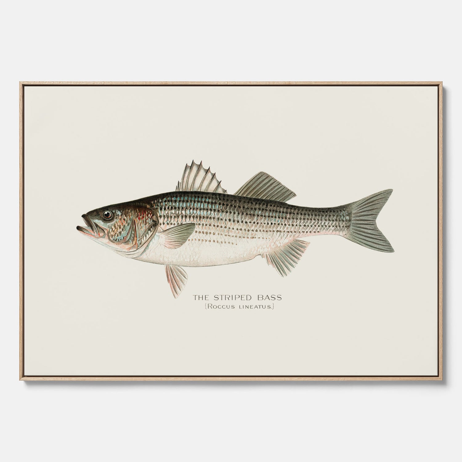 Canvastavla till kök med Strimmig Havsabborre poster – Plansch med fisk, tavla till kök, köksposter, poster till kök, fiskposter