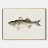 Canvastavla till kök med Strimmig Havsabborre poster – Plansch med fisk, tavla till kök, köksposter, poster till kök, fiskposter