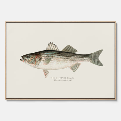Canvastavla till kök med Strimmig Havsabborre poster – Plansch med fisk, tavla till kök, köksposter, poster till kök, fiskposter