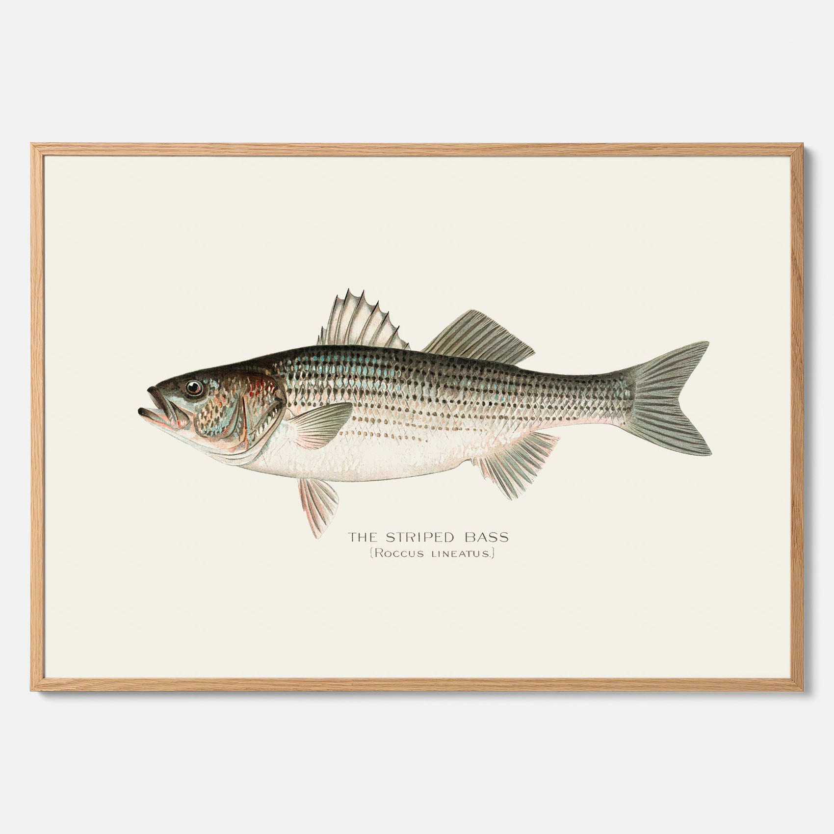 Kökstavla med Strimmig Havsabborre poster – Plansch med fisk, tavla till kök, köksposter, poster till kök, fiskposter