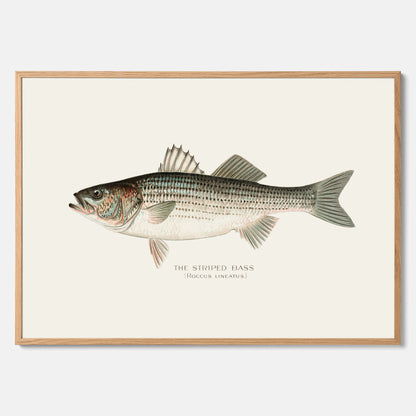 Kökstavla med Strimmig Havsabborre poster – Plansch med fisk, tavla till kök, köksposter, poster till kök, fiskposter