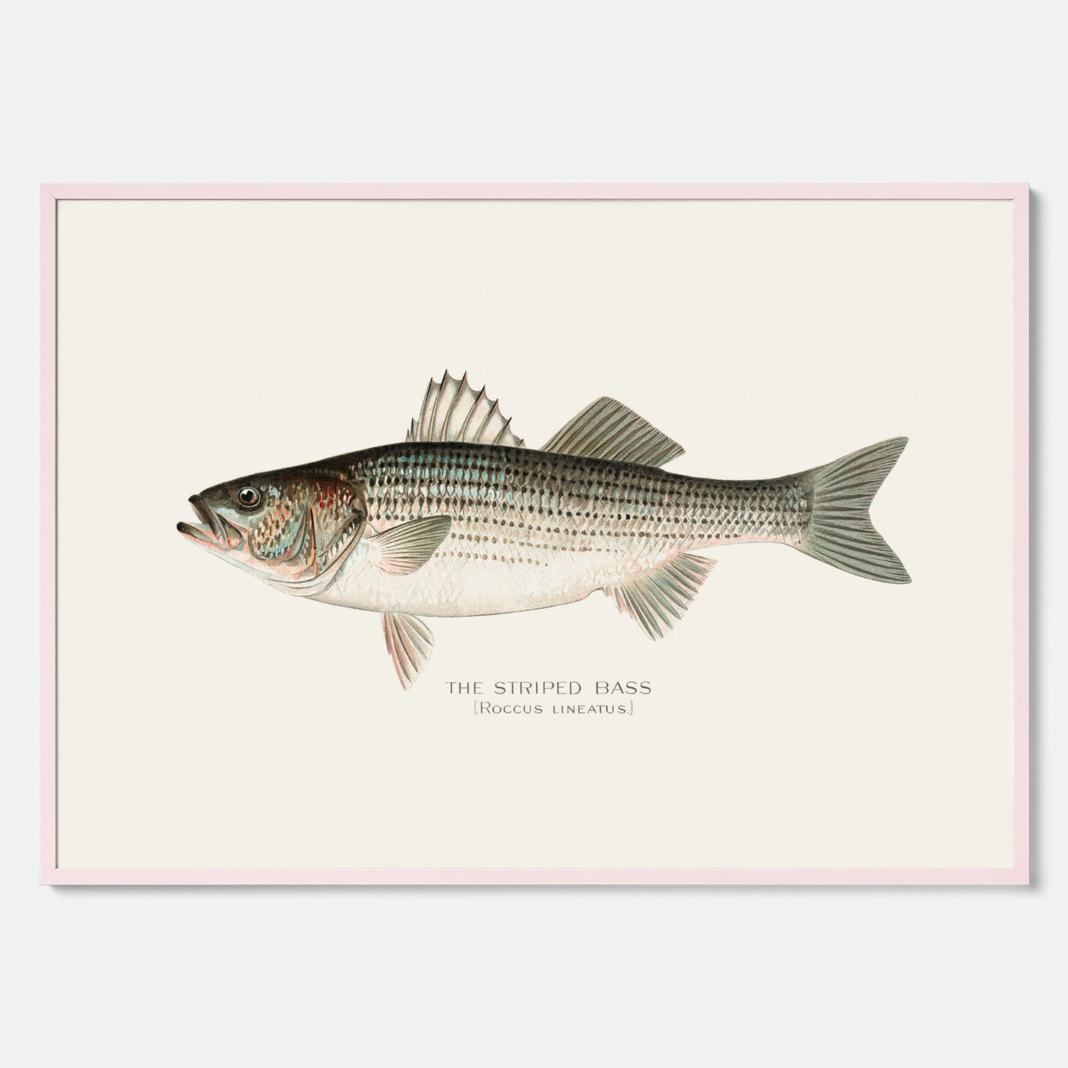 Kökstavla med Strimmig Havsabborre poster – Plansch med fisk, tavla till kök, köksposter, poster till kök, fiskposter