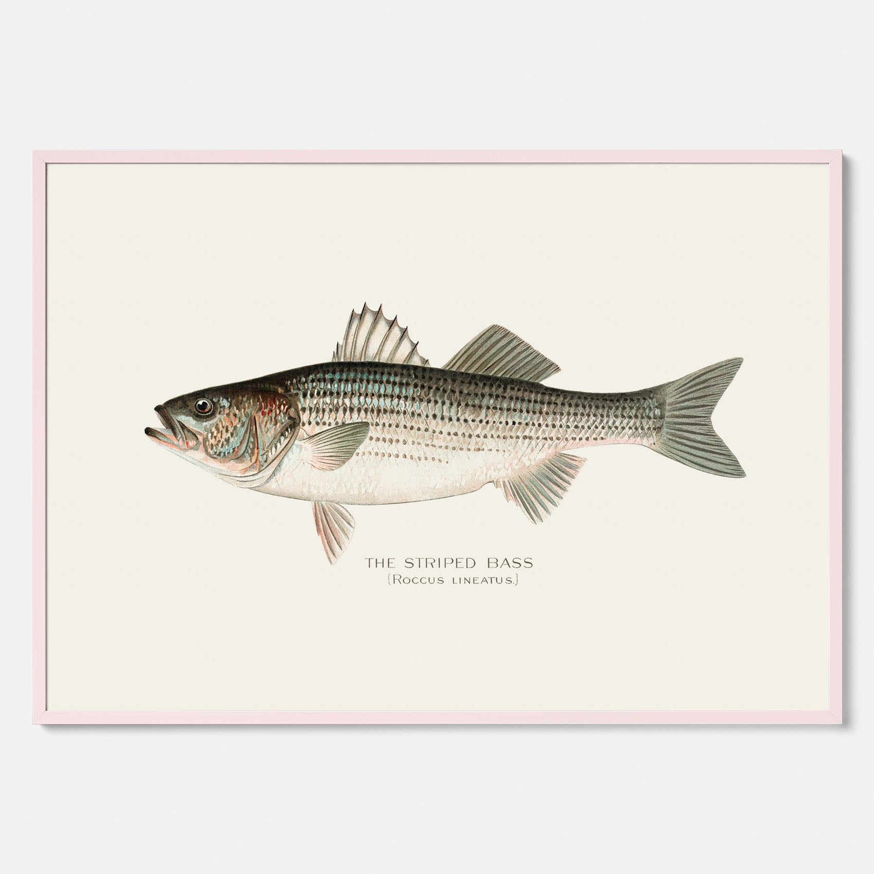 Kökstavla med Strimmig Havsabborre poster – Plansch med fisk, tavla till kök, köksposter, poster till kök, fiskposter