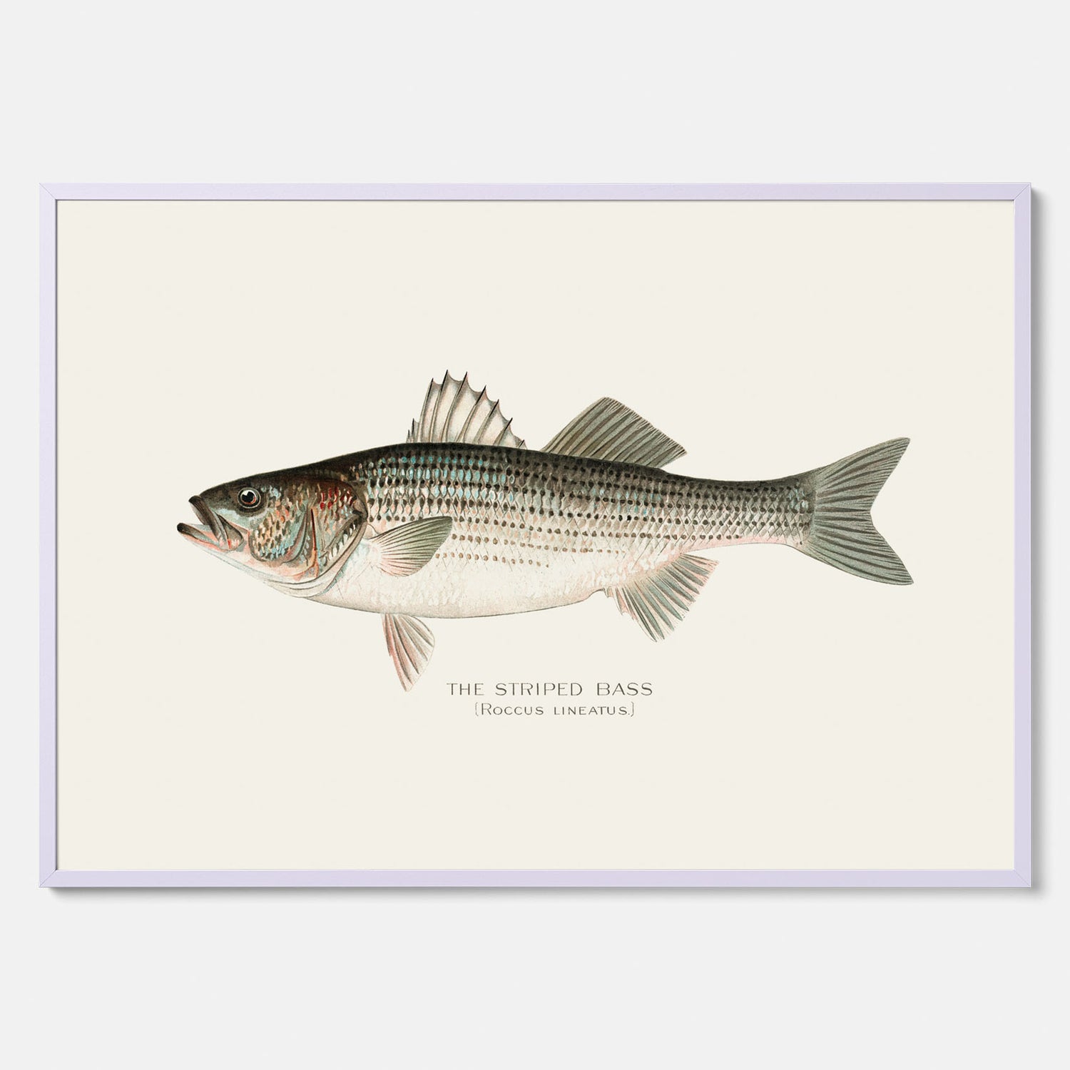 Kökstavla med Strimmig Havsabborre poster – Plansch med fisk, tavla till kök, köksposter, poster till kök, fiskposter
