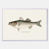 Kökstavla med Strimmig Havsabborre poster – Plansch med fisk, tavla till kök, köksposter, poster till kök, fiskposter