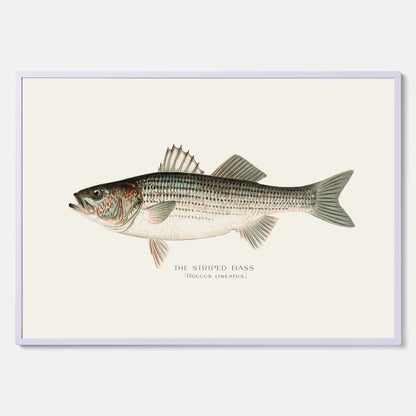 Kökstavla med Strimmig Havsabborre poster – Plansch med fisk, tavla till kök, köksposter, poster till kök, fiskposter