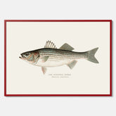 Kökstavla med Strimmig Havsabborre poster – Plansch med fisk, tavla till kök, köksposter, poster till kök, fiskposter