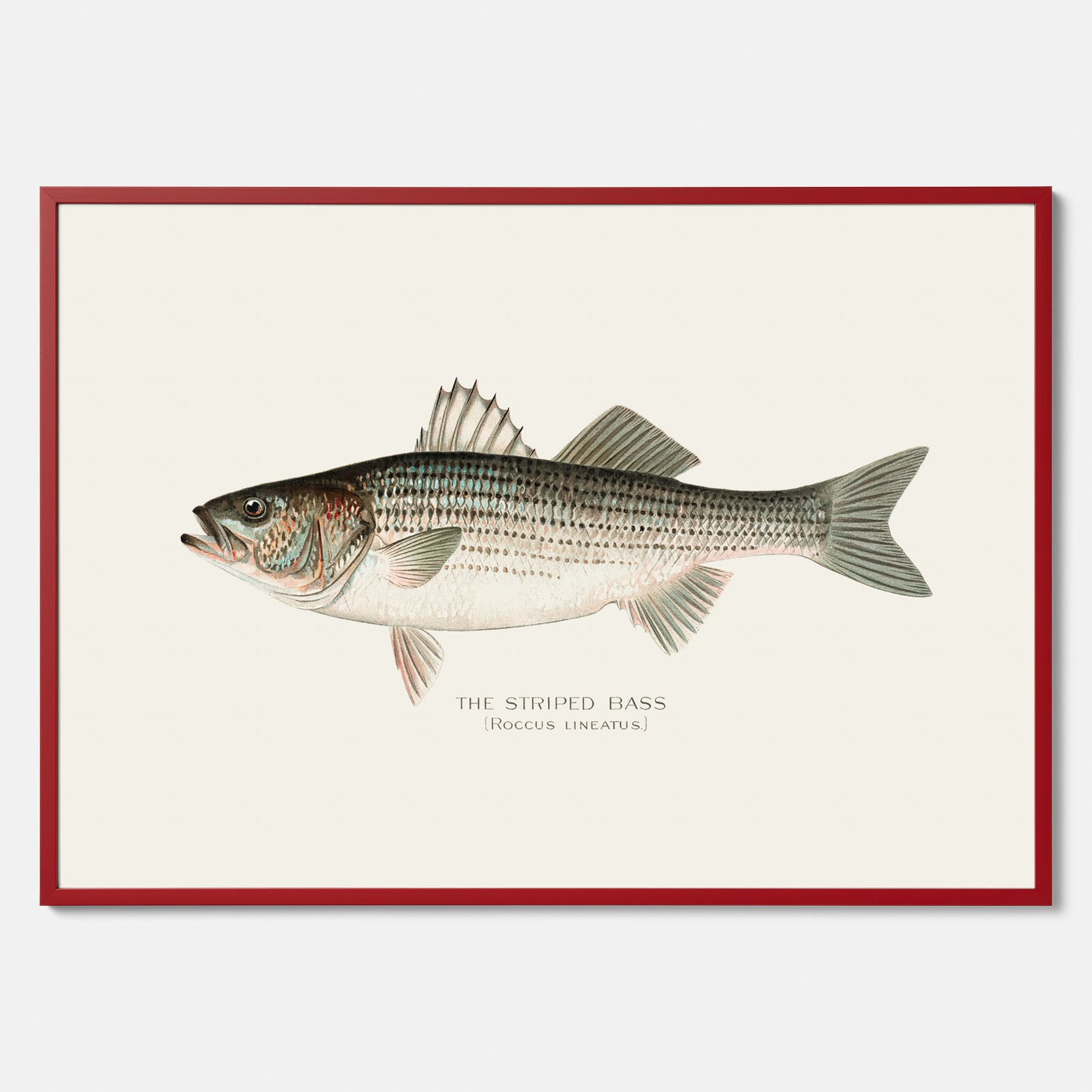 Kökstavla med Strimmig Havsabborre poster – Plansch med fisk, tavla till kök, köksposter, poster till kök, fiskposter