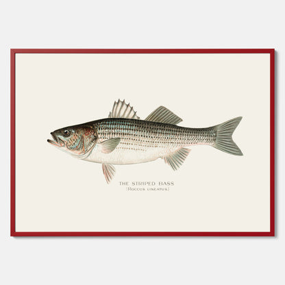 Kökstavla med Strimmig Havsabborre poster – Plansch med fisk, tavla till kök, köksposter, poster till kök, fiskposter
