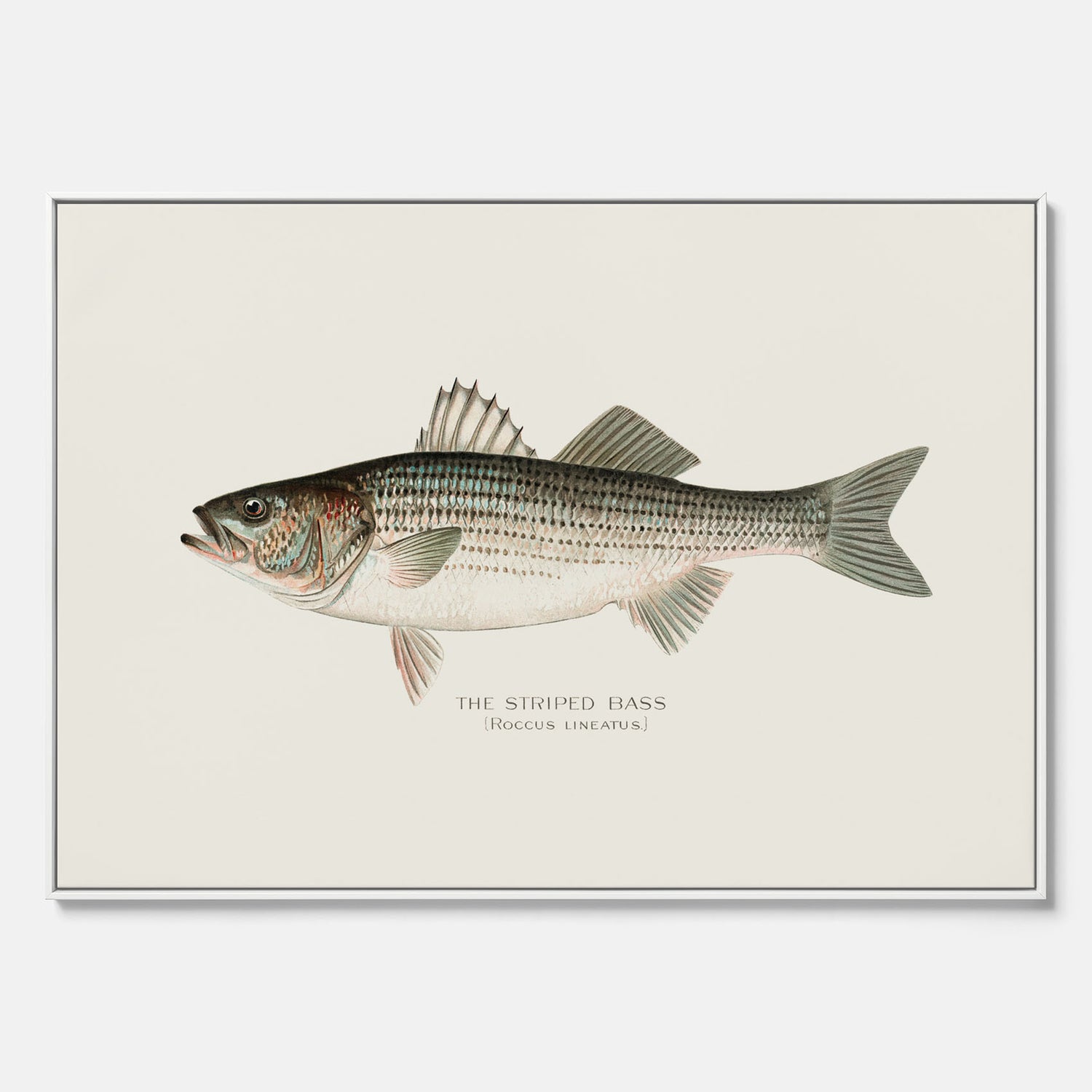 Canvastavla till kök med Strimmig Havsabborre poster – Plansch med fisk, tavla till kök, köksposter, poster till kök, fiskposter