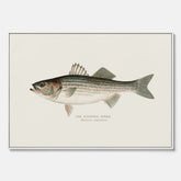 Canvastavla till kök med Strimmig Havsabborre poster – Plansch med fisk, tavla till kök, köksposter, poster till kök, fiskposter