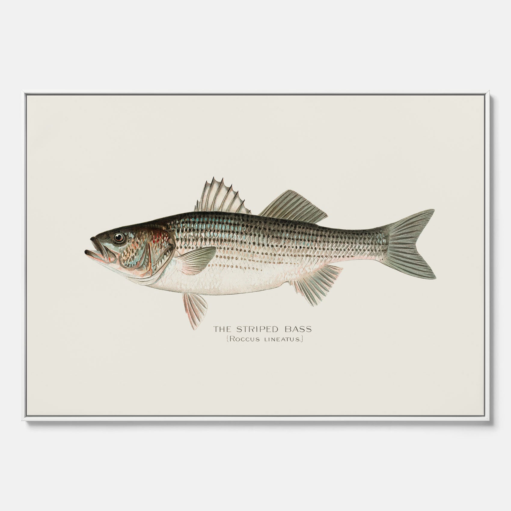 Canvastavla till kök med Strimmig Havsabborre poster – Plansch med fisk, tavla till kök, köksposter, poster till kök, fiskposter