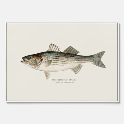 Canvastavla till kök med Strimmig Havsabborre poster – Plansch med fisk, tavla till kök, köksposter, poster till kök, fiskposter