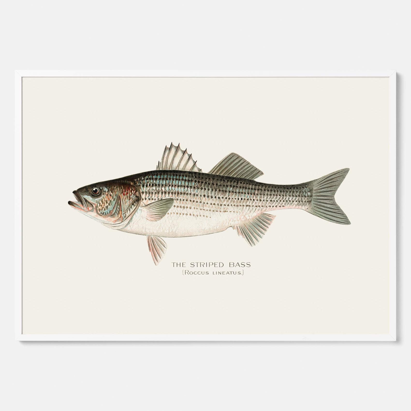 Kökstavla med Strimmig Havsabborre poster – Plansch med fisk, tavla till kök, köksposter, poster till kök, fiskposter