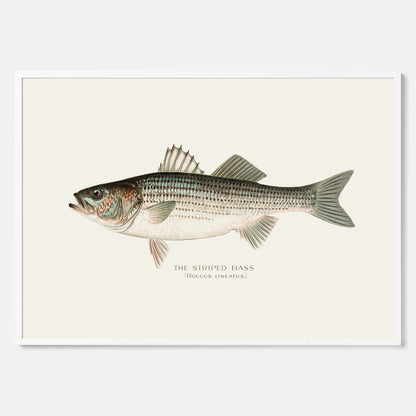 Kökstavla med Strimmig Havsabborre poster – Plansch med fisk, tavla till kök, köksposter, poster till kök, fiskposter
