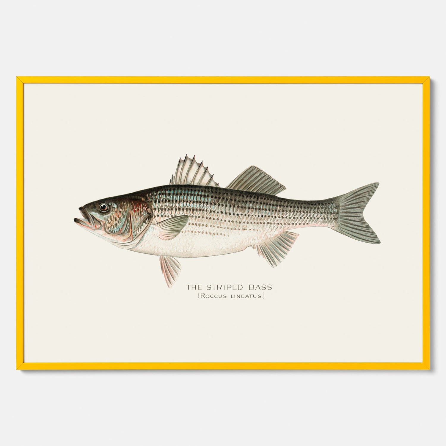 Kökstavla med Strimmig Havsabborre poster – Plansch med fisk, tavla till kök, köksposter, poster till kök, fiskposter