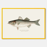 Kökstavla med Strimmig Havsabborre poster – Plansch med fisk, tavla till kök, köksposter, poster till kök, fiskposter