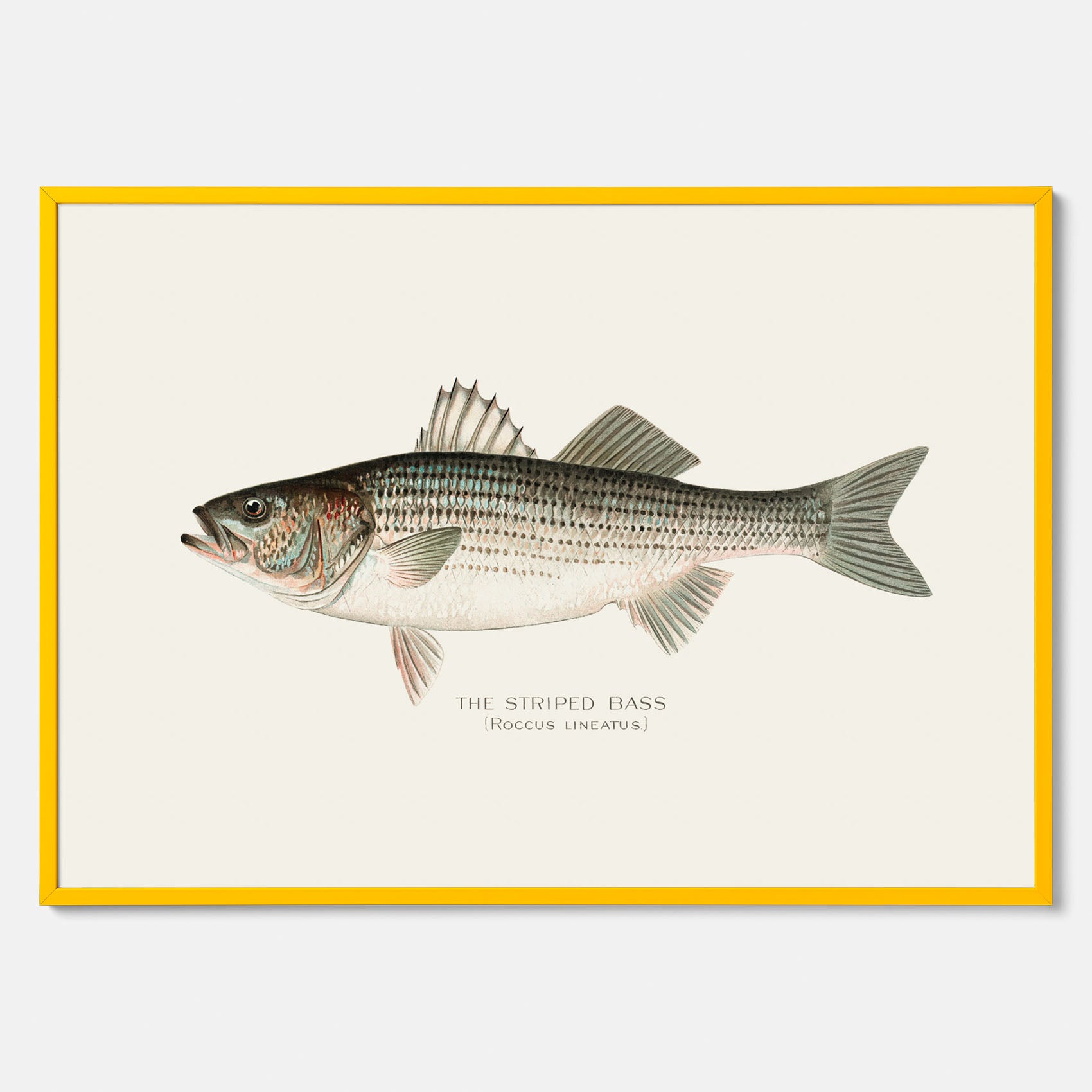 Kökstavla med Strimmig Havsabborre poster – Plansch med fisk, tavla till kök, köksposter, poster till kök, fiskposter