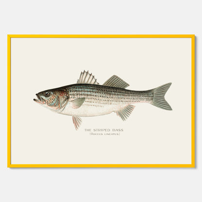 Kökstavla med Strimmig Havsabborre poster – Plansch med fisk, tavla till kök, köksposter, poster till kök, fiskposter