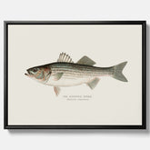 Canvastavla till kök med Strimmig Havsabborre poster – Plansch med fisk, tavla till kök, köksposter, poster till kök, fiskposter