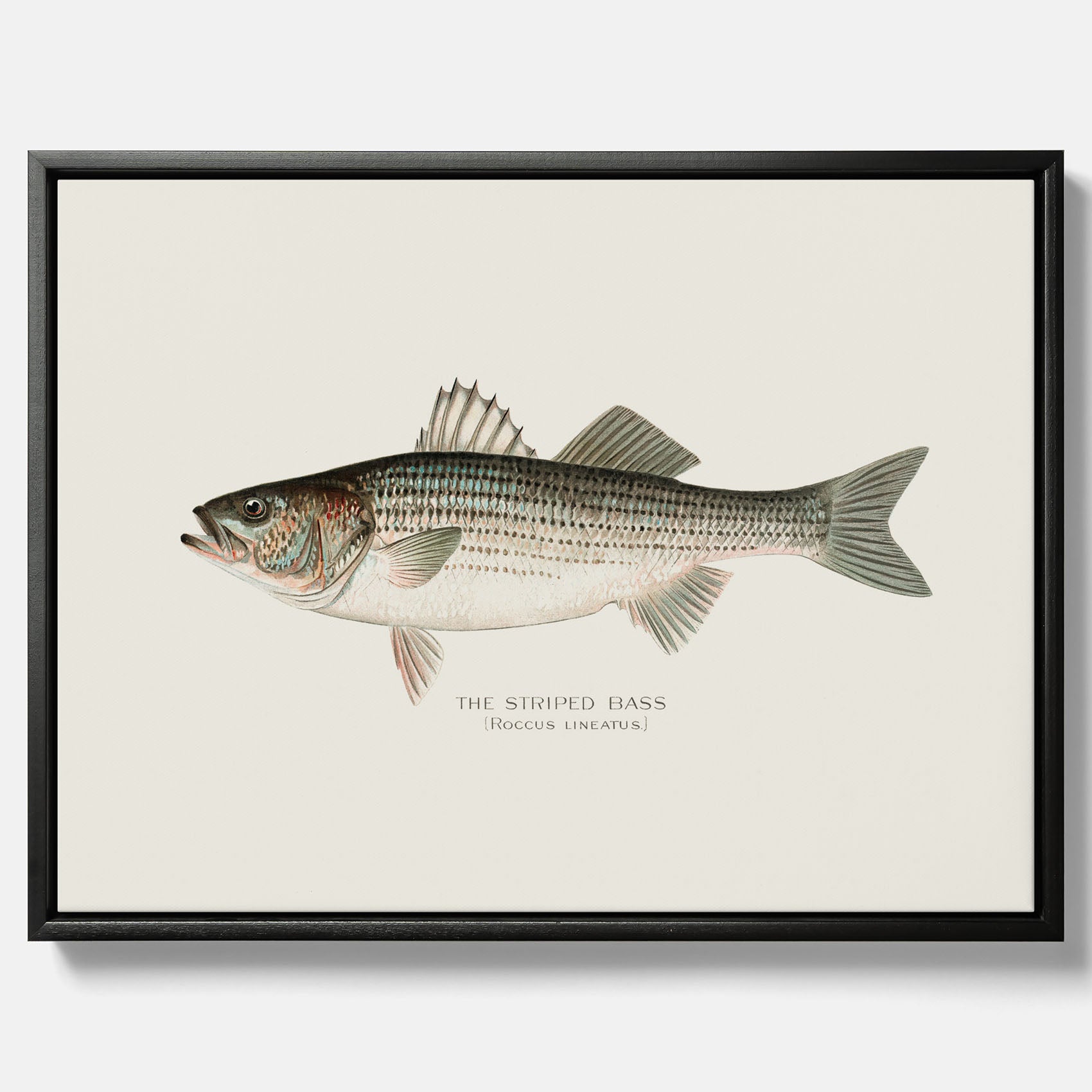 Canvastavla till kök med Strimmig Havsabborre poster – Plansch med fisk, tavla till kök, köksposter, poster till kök, fiskposter