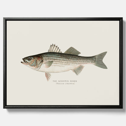 Canvastavla till kök med Strimmig Havsabborre poster – Plansch med fisk, tavla till kök, köksposter, poster till kök, fiskposter