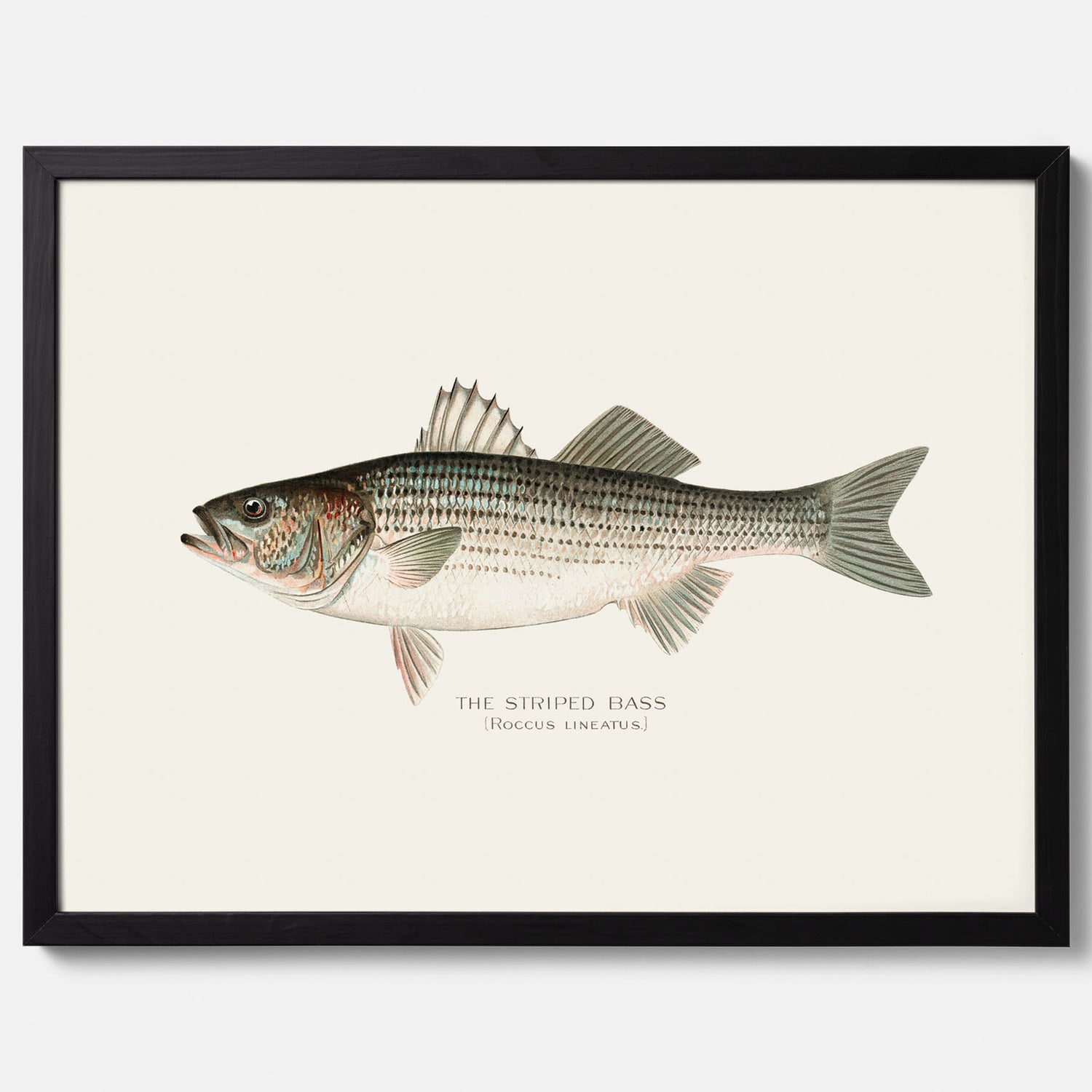 Kökstavla med Strimmig Havsabborre poster – Plansch med fisk, tavla till kök, köksposter, poster till kök, fiskposter