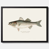 Kökstavla med Strimmig Havsabborre poster – Plansch med fisk, tavla till kök, köksposter, poster till kök, fiskposter