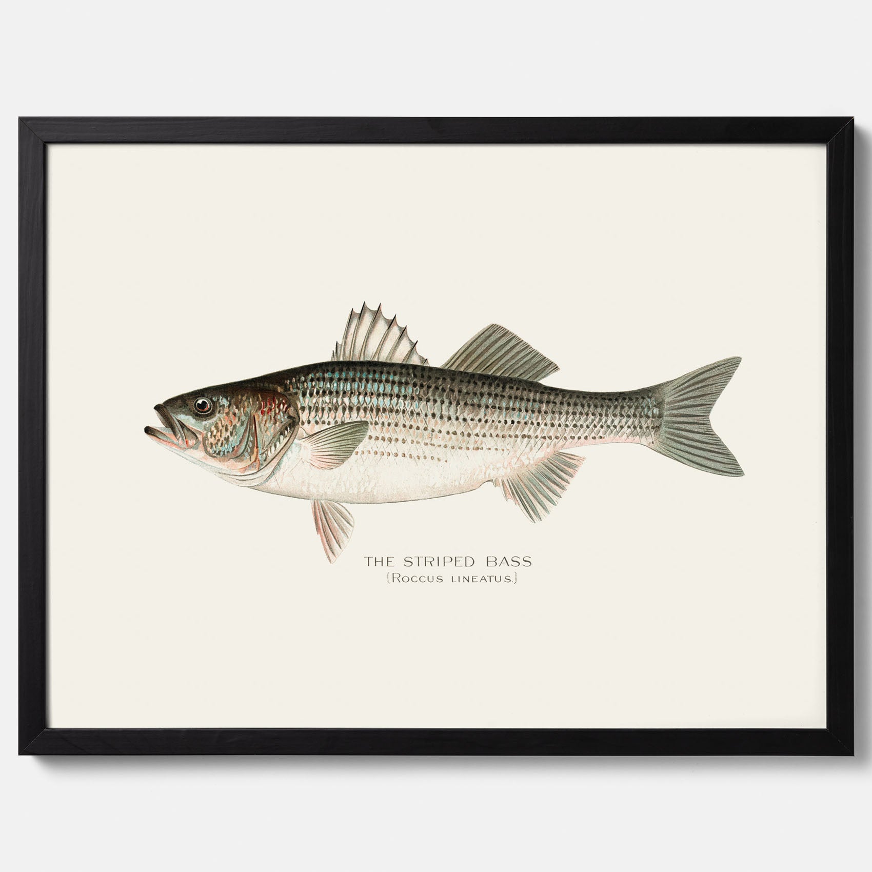 Kökstavla med Strimmig Havsabborre poster – Plansch med fisk, tavla till kök, köksposter, poster till kök, fiskposter