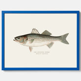 Kökstavla med Strimmig Havsabborre poster – Plansch med fisk, tavla till kök, köksposter, poster till kök, fiskposter