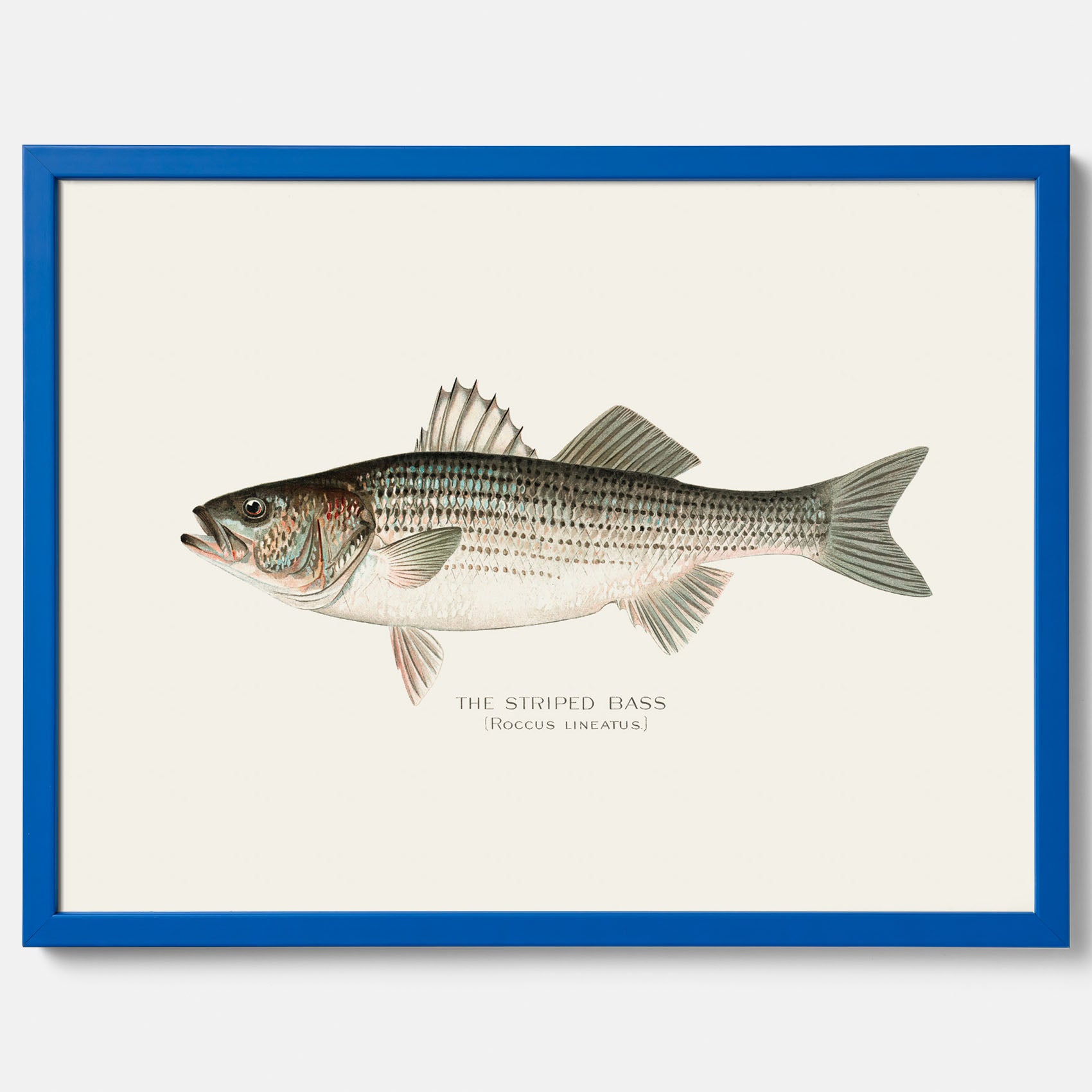 Kökstavla med Strimmig Havsabborre poster – Plansch med fisk, tavla till kök, köksposter, poster till kök, fiskposter