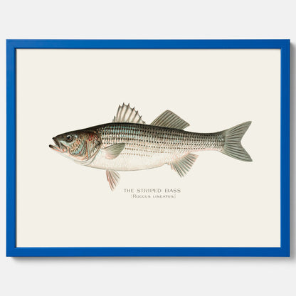 Kökstavla med Strimmig Havsabborre poster – Plansch med fisk, tavla till kök, köksposter, poster till kök, fiskposter