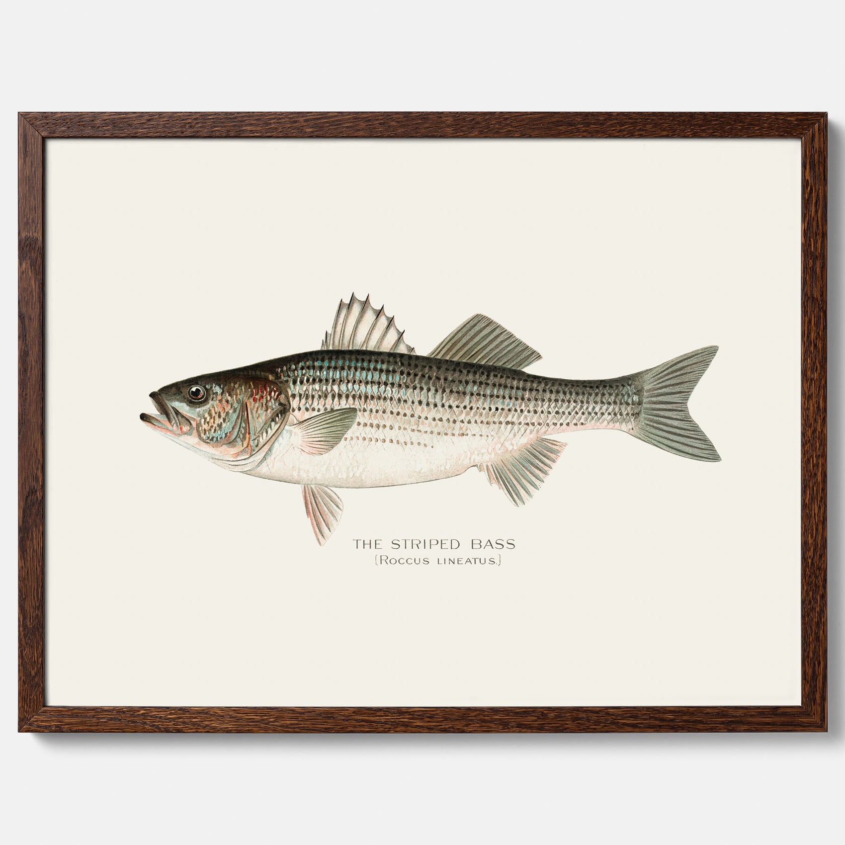 Kökstavla med Strimmig Havsabborre poster – Plansch med fisk, tavla till kök, köksposter, poster till kök, fiskposter