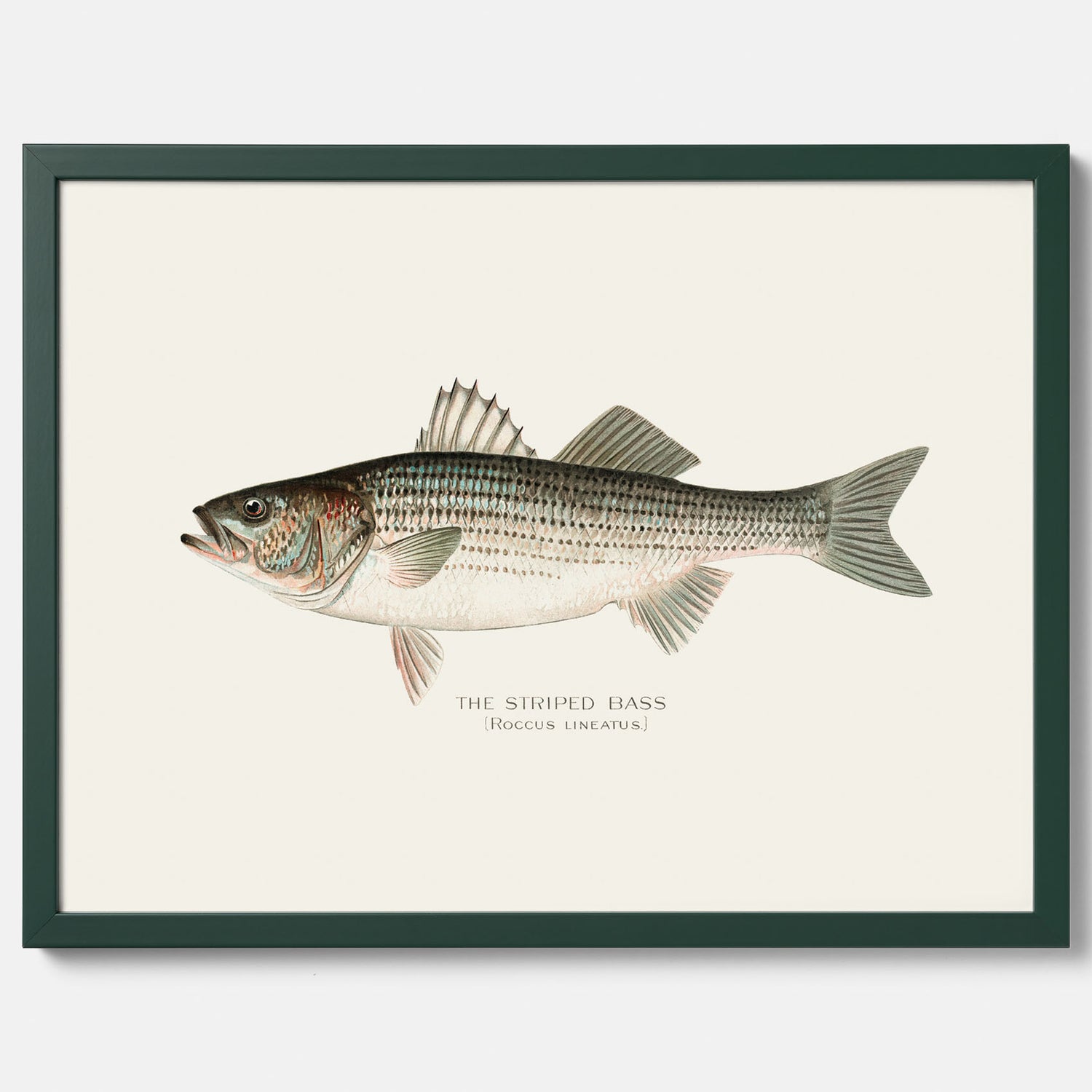 Kökstavla med Strimmig Havsabborre poster – Plansch med fisk, tavla till kök, köksposter, poster till kök, fiskposter