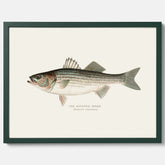 Kökstavla med Strimmig Havsabborre poster – Plansch med fisk, tavla till kök, köksposter, poster till kök, fiskposter