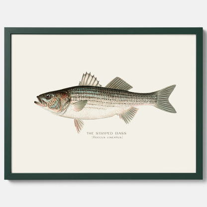 Kökstavla med Strimmig Havsabborre poster – Plansch med fisk, tavla till kök, köksposter, poster till kök, fiskposter