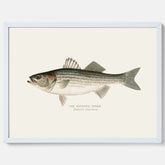 Kökstavla med Strimmig Havsabborre poster – Plansch med fisk, tavla till kök, köksposter, poster till kök, fiskposter