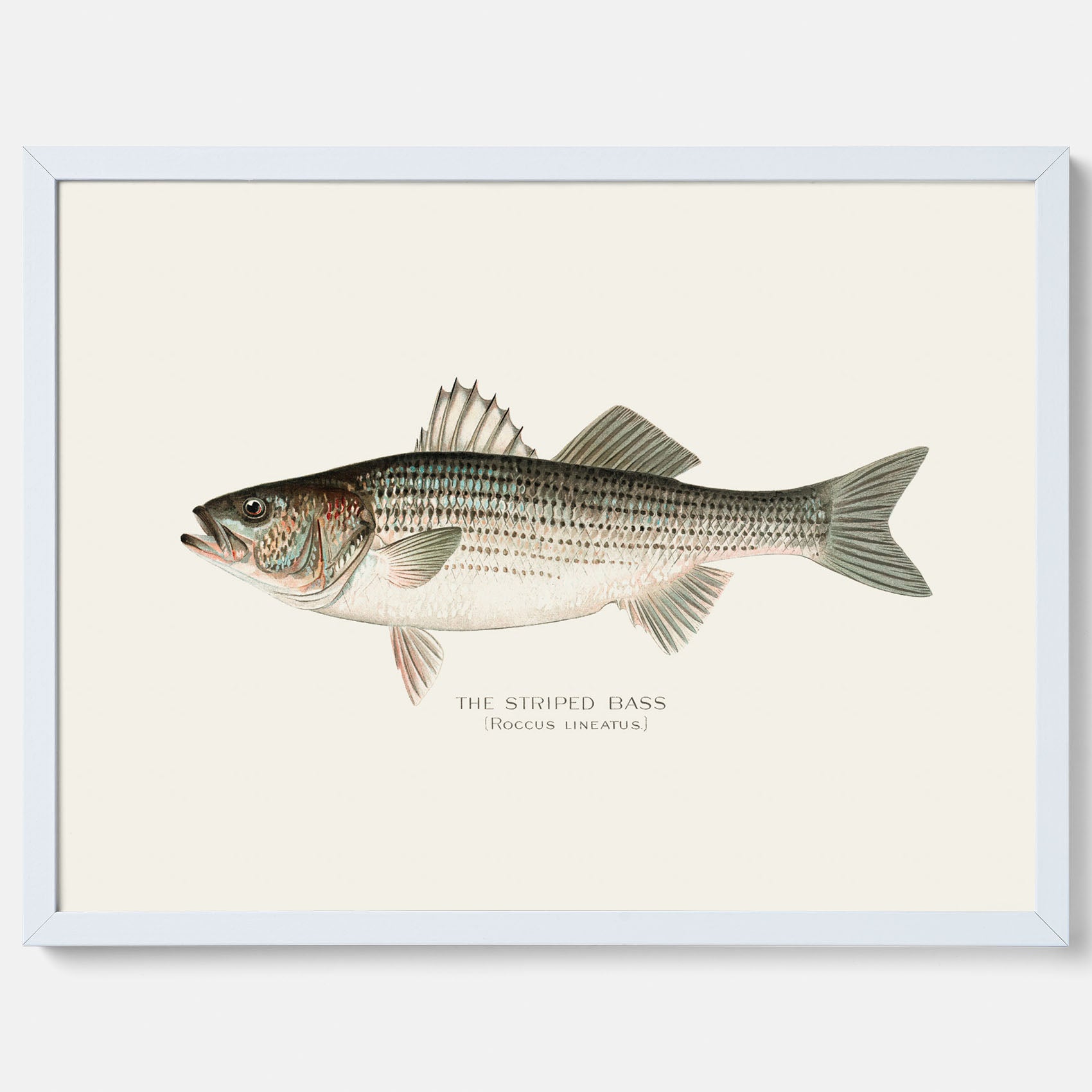Kökstavla med Strimmig Havsabborre poster – Plansch med fisk, tavla till kök, köksposter, poster till kök, fiskposter