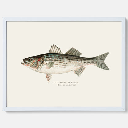 Kökstavla med Strimmig Havsabborre poster – Plansch med fisk, tavla till kök, köksposter, poster till kök, fiskposter