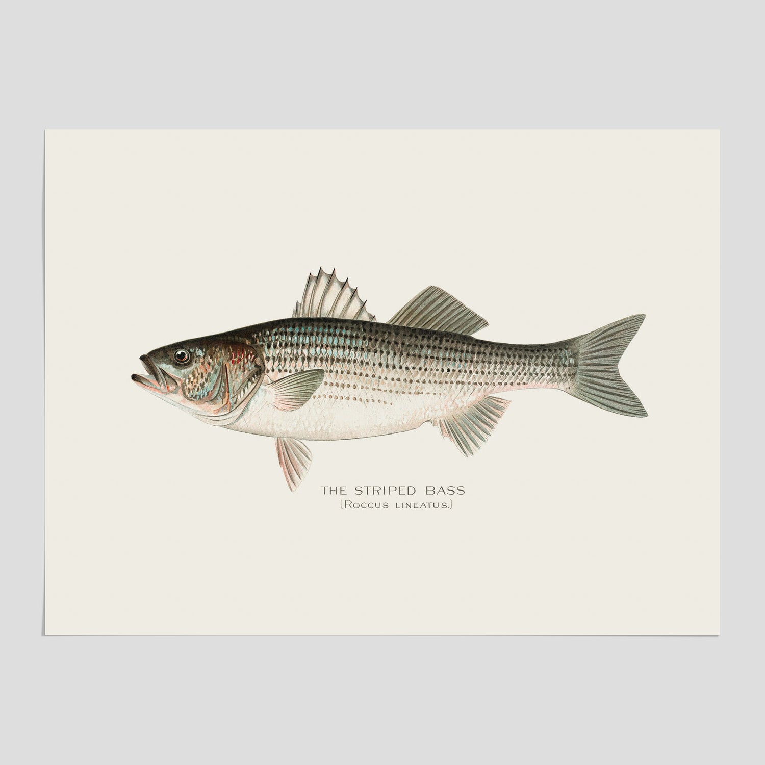 Kökstavla med Strimmig Havsabborre poster – Plansch med fisk, tavla till kök, köksposter, poster till kök, fiskposter