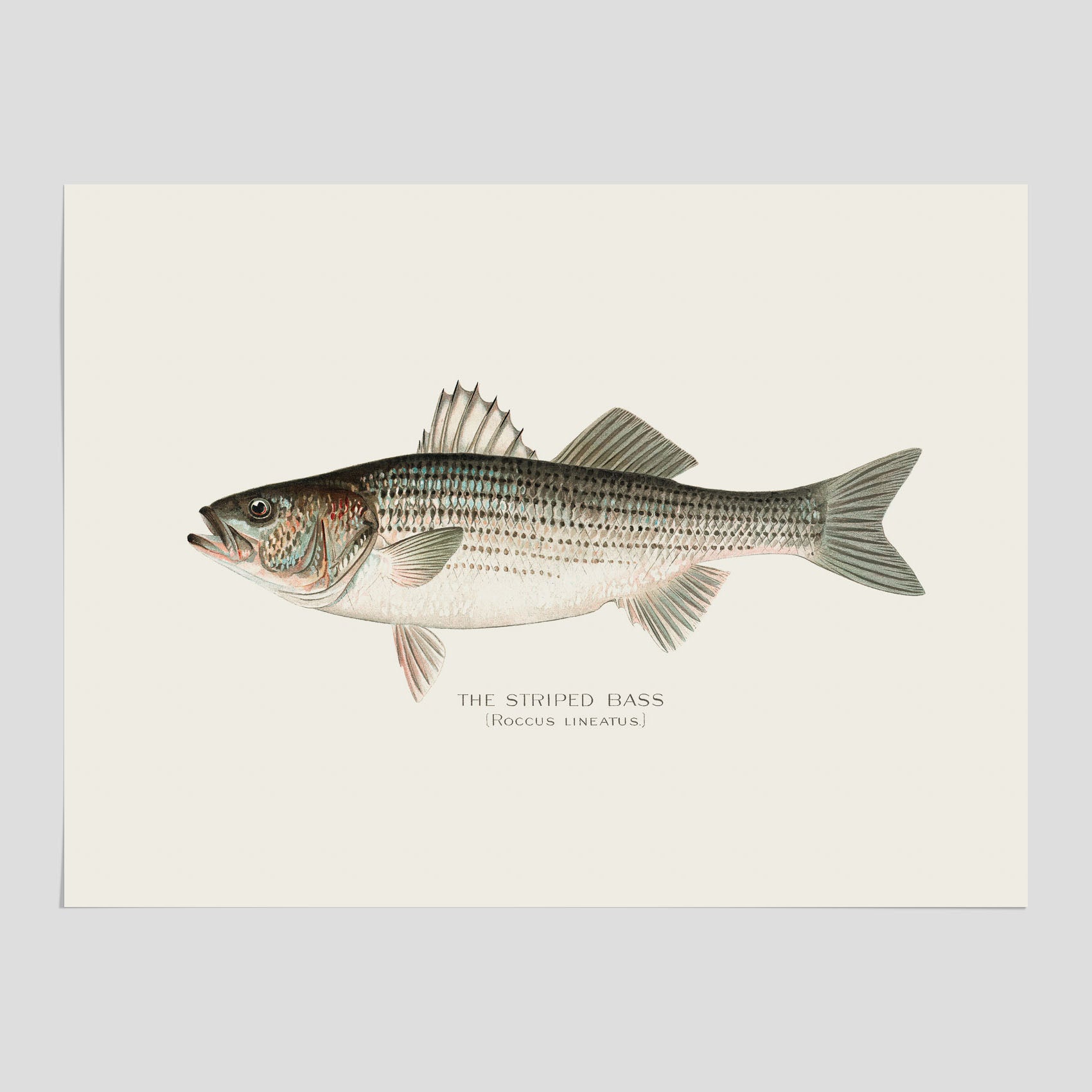 Kökstavla med Strimmig Havsabborre poster – Plansch med fisk, tavla till kök, köksposter, poster till kök, fiskposter