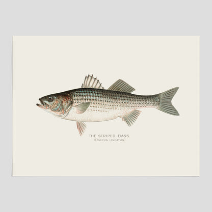 Kökstavla med Strimmig Havsabborre poster – Plansch med fisk, tavla till kök, köksposter, poster till kök, fiskposter