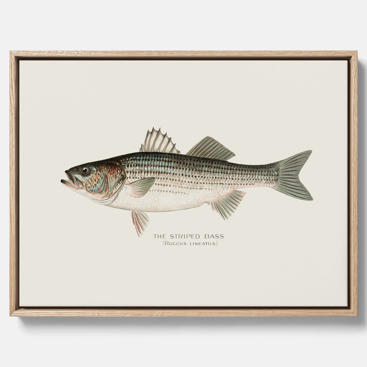 Canvastavla till kök med Strimmig Havsabborre poster – Plansch med fisk, tavla till kök, köksposter, poster till kök, fiskposter