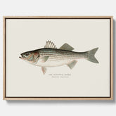 Canvastavla till kök med Strimmig Havsabborre poster – Plansch med fisk, tavla till kök, köksposter, poster till kök, fiskposter