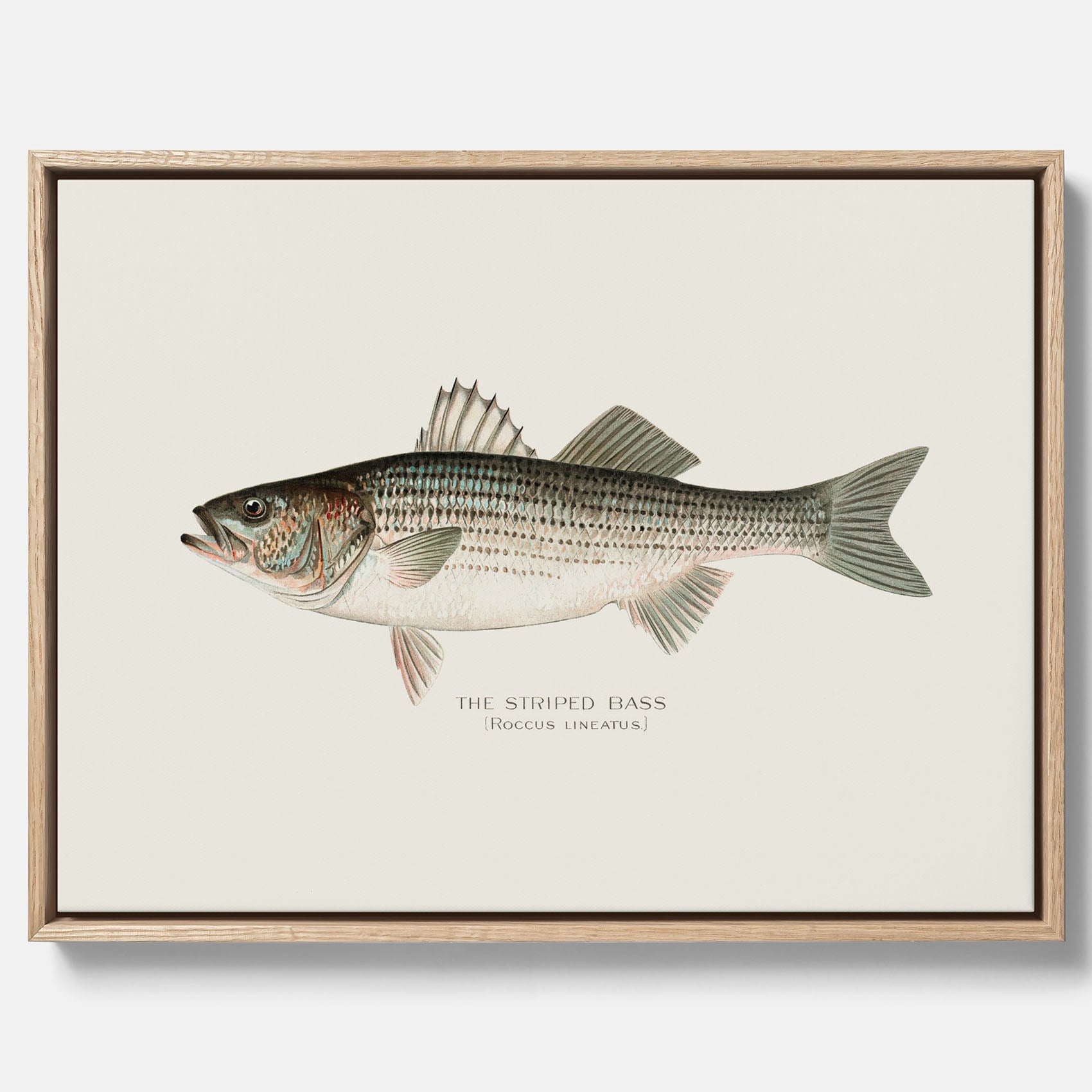 Canvastavla till kök med Strimmig Havsabborre poster – Plansch med fisk, tavla till kök, köksposter, poster till kök, fiskposter
