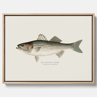 Canvastavla till kök med Strimmig Havsabborre poster – Plansch med fisk, tavla till kök, köksposter, poster till kök, fiskposter