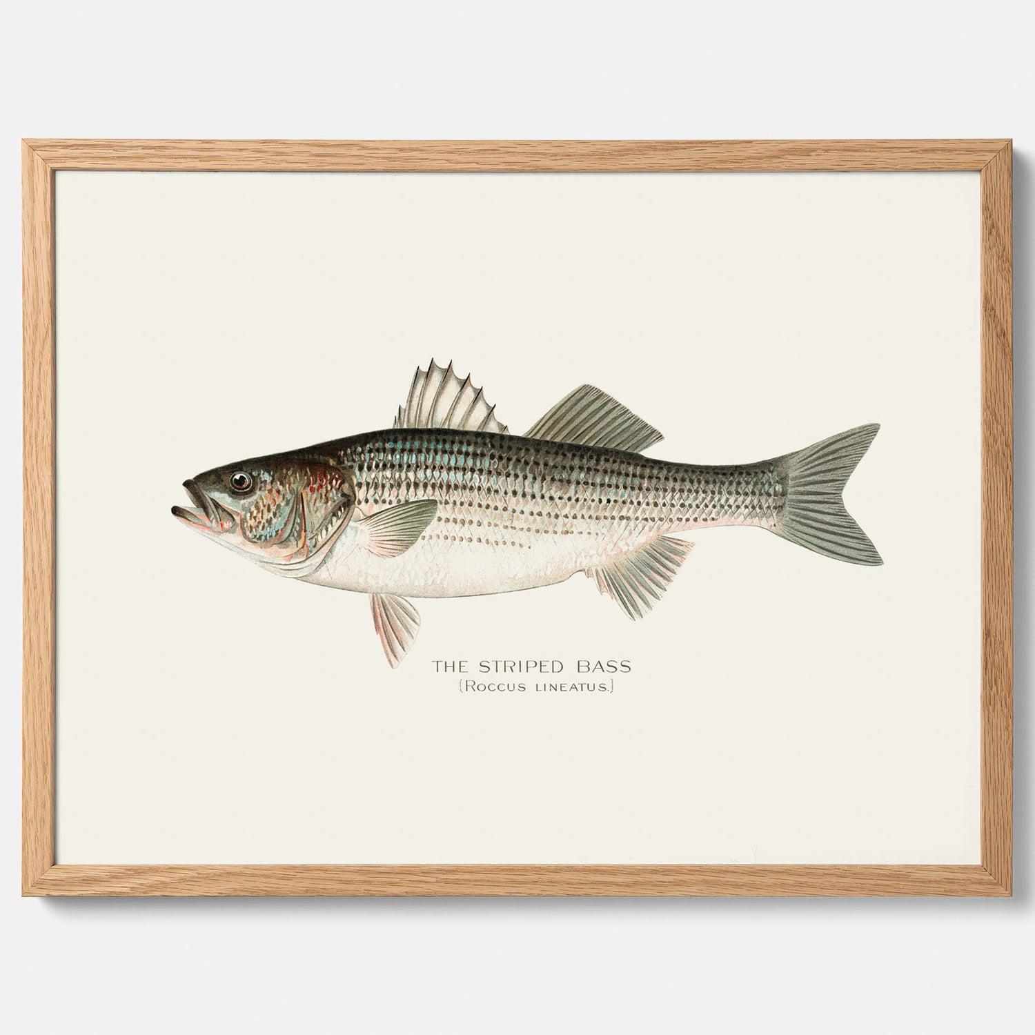 Kökstavla med Strimmig Havsabborre poster – Plansch med fisk, tavla till kök, köksposter, poster till kök, fiskposter