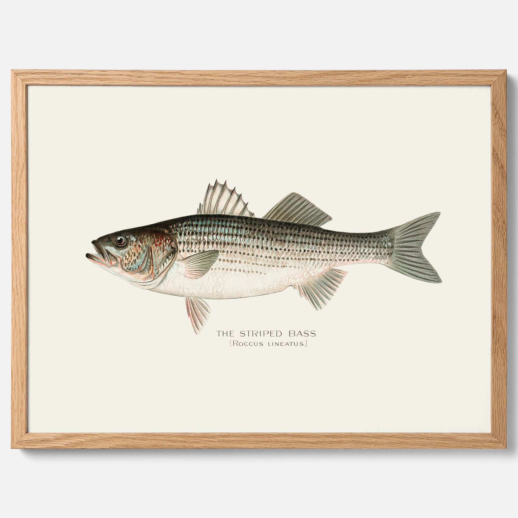 Kökstavla med Strimmig Havsabborre poster – Plansch med fisk, tavla till kök, köksposter, poster till kök, fiskposter