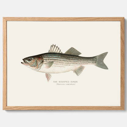 Kökstavla med Strimmig Havsabborre poster – Plansch med fisk, tavla till kök, köksposter, poster till kök, fiskposter