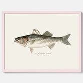 Kökstavla med Strimmig Havsabborre poster – Plansch med fisk, tavla till kök, köksposter, poster till kök, fiskposter